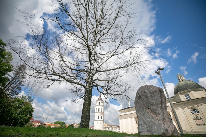 Katedros aikštės beržui ieškoma pamaina: gyventojai kviečiami išrinkti naują medį