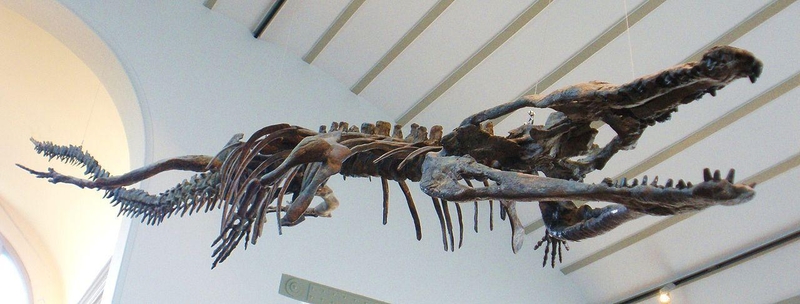 Machimosaurus