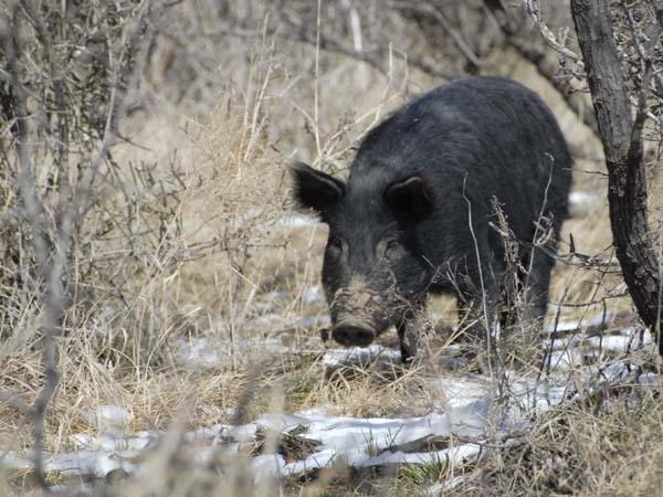 Šią savaitę – du nauji kiaulių maro atvejai
