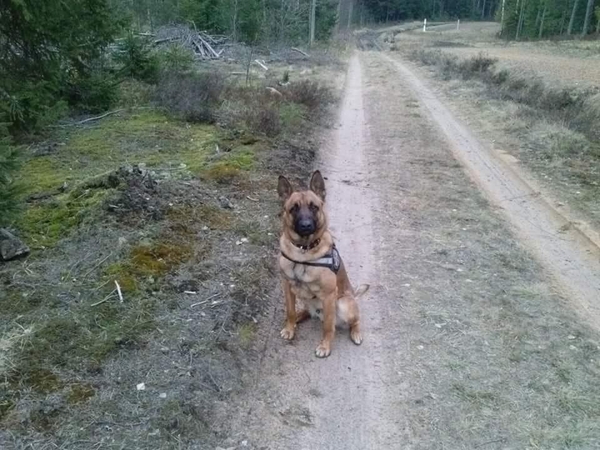 Pasieniečių šuo padėjo rasti tūkstančius pakelių rūkalų