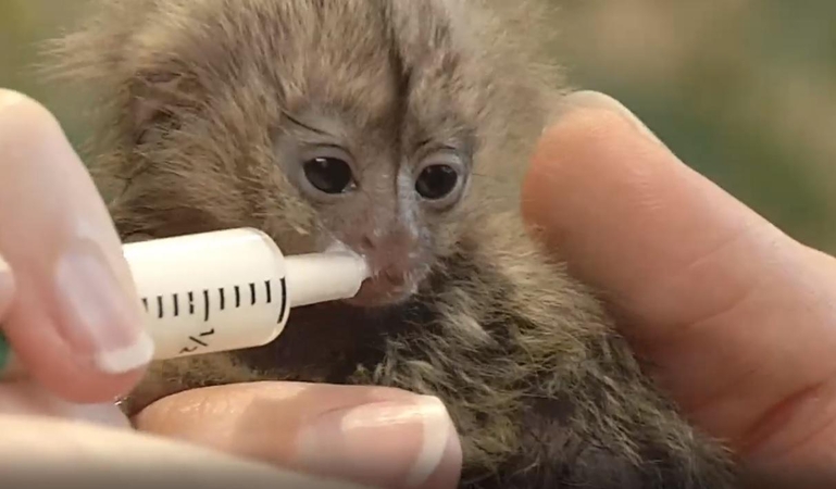 Didysis Vilniaus zooparko rūpestis – beždžionėlės jaunikliai