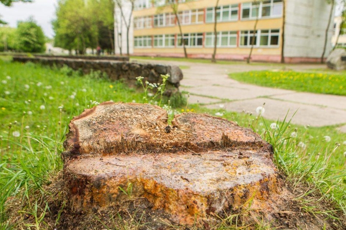 Statybos Dainavoje: paaiškėjo, kas atsiras iškirstų medžių vietoje