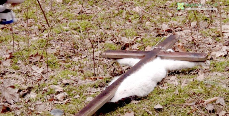 Žmonės sužvėrėjo: rastas ant kryžiaus pakartas ir prikaltas katinas
