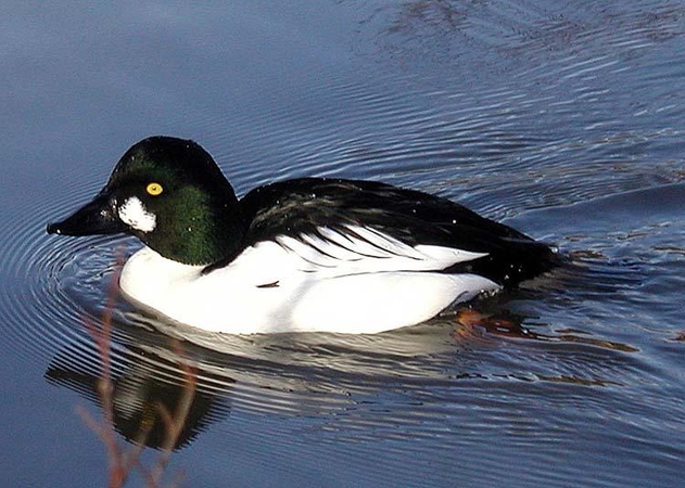Prototipas; „Goldeneye“ simbolizuoja antį krykuolę.