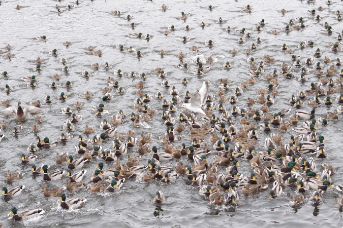 Ramybė: pavasariški orai, panašu, įsitvirtino pajūryje ilgam.