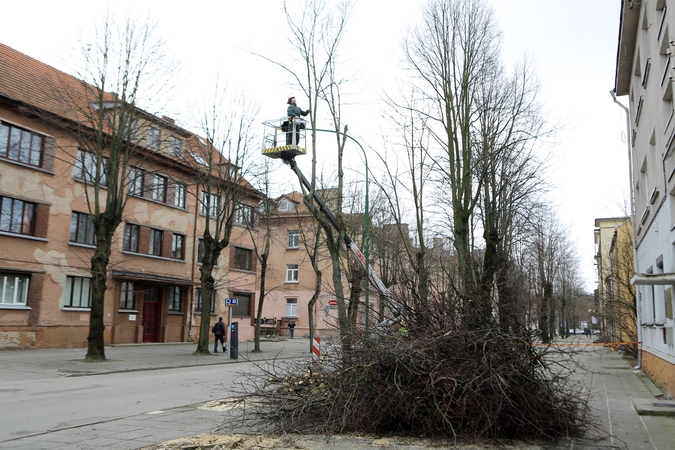 S. Šimkaus gatvėje griūva medžiai