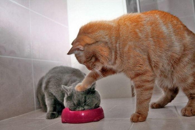 Išskirtiniai: katinai – vieninteliai naminiai gyvūnai, nepaminėti Biblijoje.