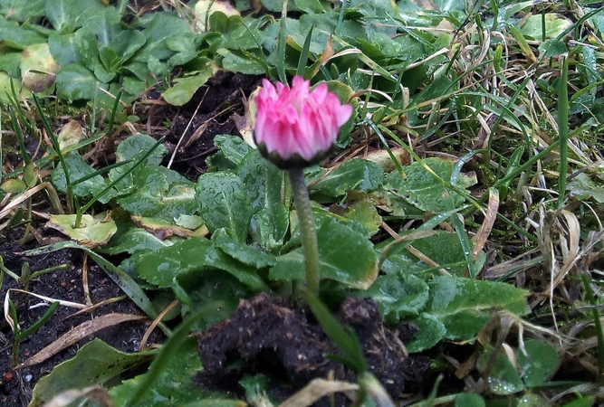 Šis augalas pasižymi uždegimą slopinančiu ir kraują valančiu poveikiu.