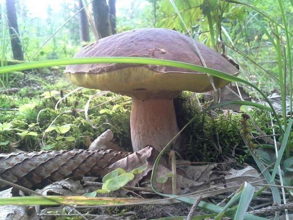 Pomėgis: rugsėjo pradžioje lietuviai paprastai patraukia į miškus grybauti.