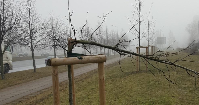 Išvada: perlaužti medelį reikėjo "nemažai" jėgos.