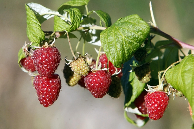 Prognozės: savaitgalį klaipėdiečius dar lepins švelnios saulėtos dienos, tačiau nuo pirmadienio orai ims keistis.