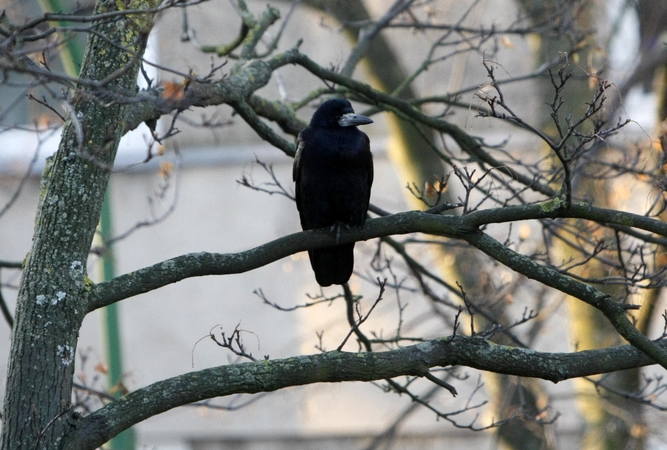 Ruduo: šiuo metu virš Šiaurės jūros tvyrantis ciklonas ruošiasi į Lietuvą, kur ketina "užsibūti", o tai reiškia, jog mus vėl merks lietus.