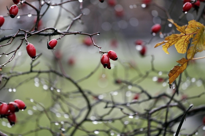 Ciklonai: ir ateinančią savaitę sinoptikai nieko gero nežada – tik lietų ir atšiaurų vėją, gražesnis oras bus gal tik šiandien.