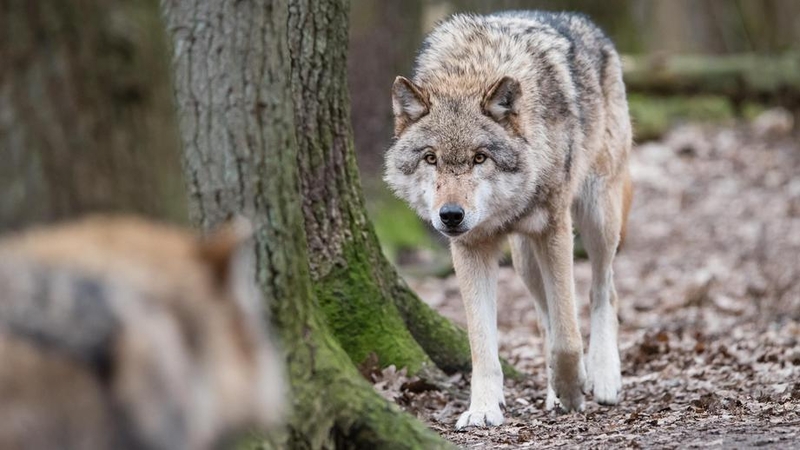 Taktika: susidūrę su žvėrimi nežiūrėkite jam į akis, o po truputį traukitės neatsukdami nugaros.