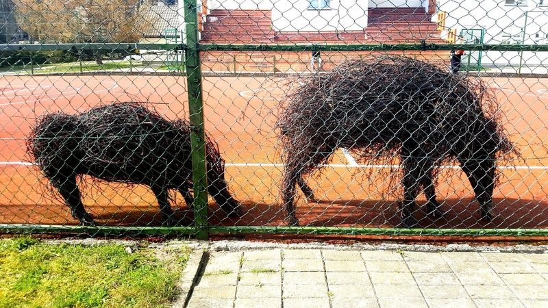 Pasistengė: fantazijos ir gabumų nestokojantys juodkrantiškiai turi savo vietinius "šernus".