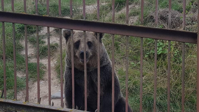 Iš kavinės voljero pabėgusi meška – surasta