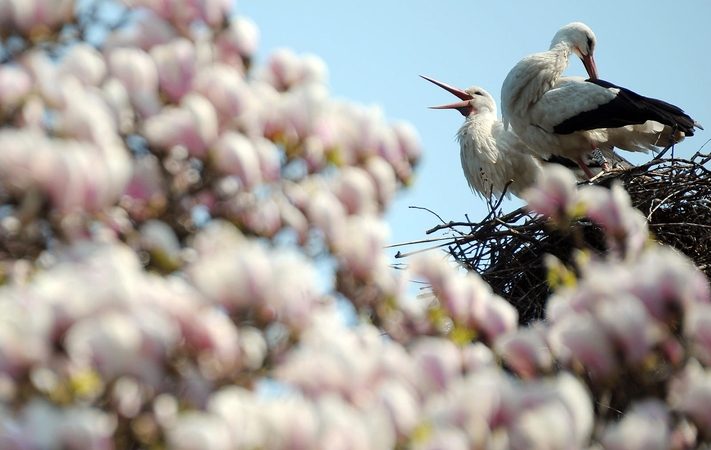 Šiltesni orai į Lietuvą turėtų atkeliauti antradienį