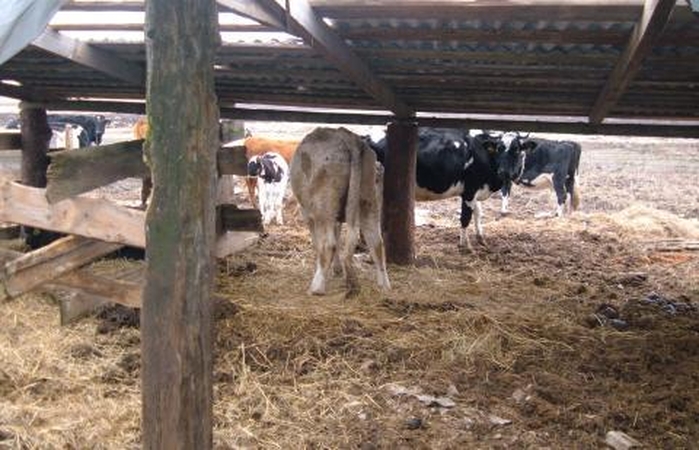 Nubaustas gyvulius kankinęs Kauno rajono ūkininkas