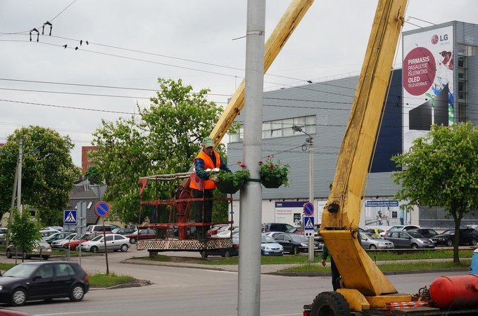 Akcija „Žydim“: miestui padovanota 2000 pelargonijų 