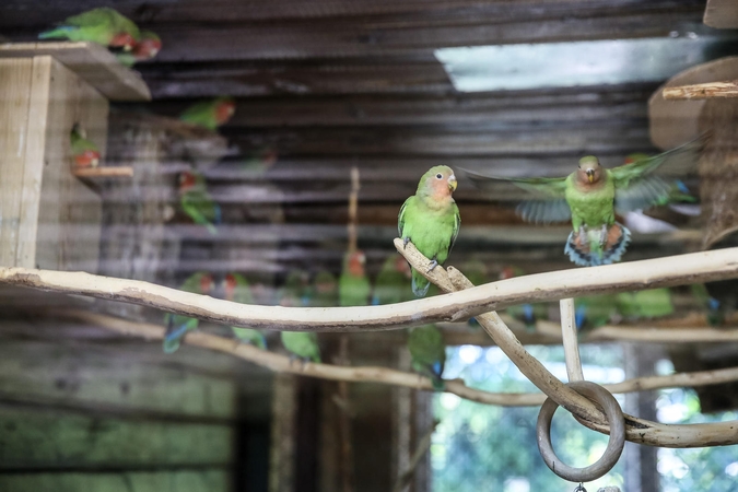 Meilė ir pavydas zoologijos sodo voljeruose – kaip meksikiečių serialuose