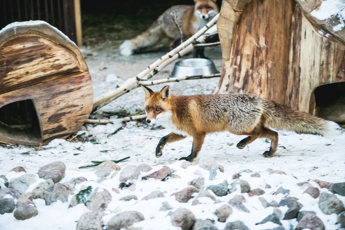 Lietuvos zoologijos sodas laukia gerų naujienų 