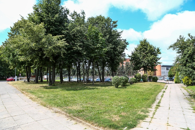 Klinikos kirviu užsimojo prieš medžius?
