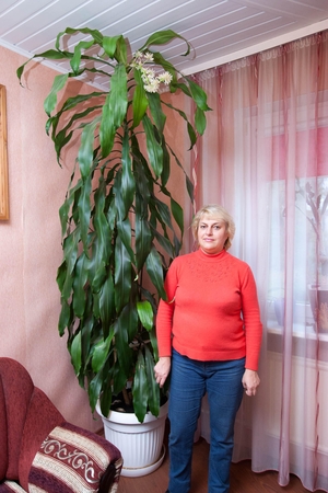 Dracena pražydo po 22 metų