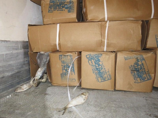 Po šaldyta sardinėle – pusės milijono litų vertės cigarečių kontrabanda