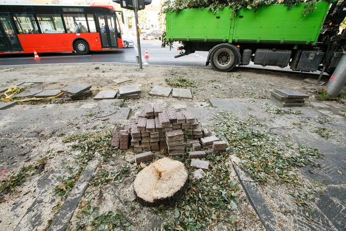 Kaune krenta ne lapai, o medžiai
