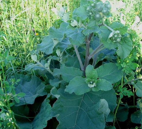 Varnalėšos – arbatai ir salotoms 