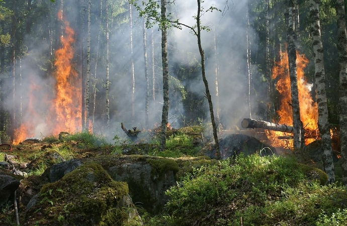 Įspėja: gaisrų tikimybė miškuose – vis dar labai didelė