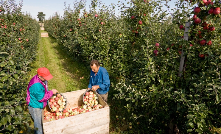 Lengvata vieniems taptų akmeniu kitiems