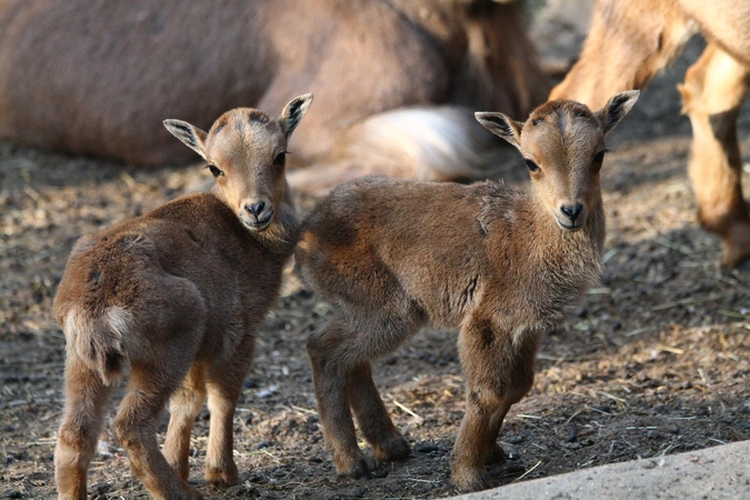Zoologijos sode Kaune – maži stebuklai