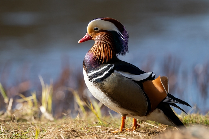 Žvėryne apsigyveno mandarininė antis