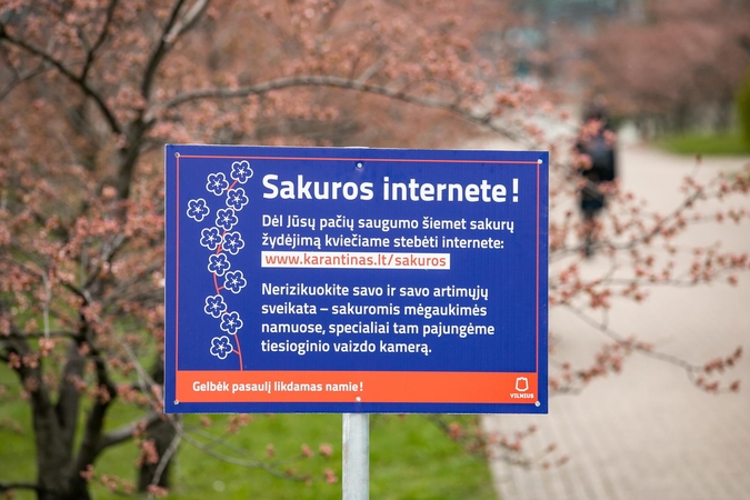 Sakurų žydėjimas kitaip: Vilnius siūlo transliaciją internetu