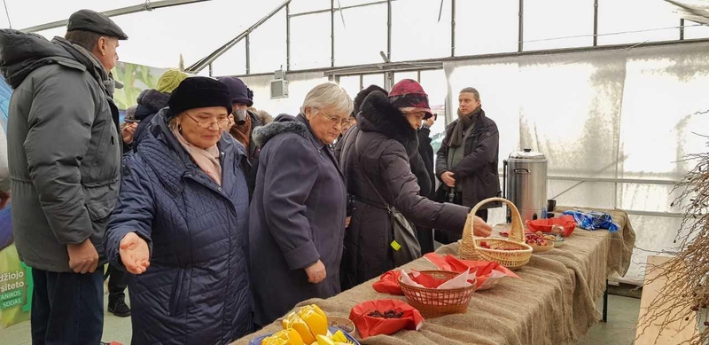 Advento akcentas – Biblijos augalų paroda VDU Botanikos sode