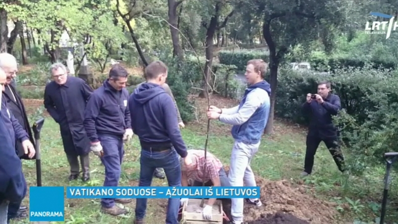 Vatikano sode – lietuviški ąžuolai