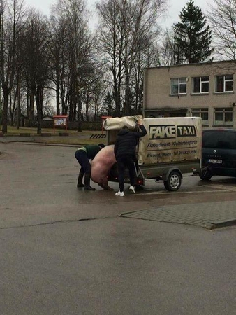 Vyrai ketino priekaboje vežti kiaulę