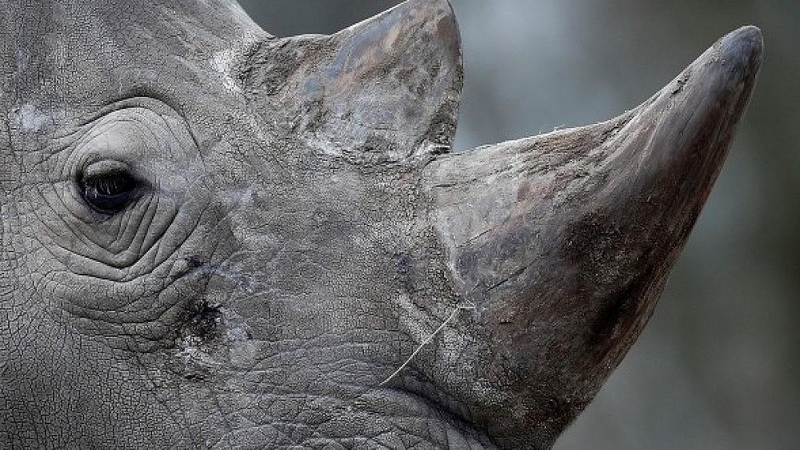 Prancūzijos zoologijos sode brakonieriai nušovė baltąjį raganosį