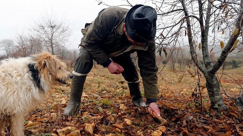 Triufelius kontrabanda bandžiusiam išvežti italui Turkijoje skirta 100 000 eurų bauda