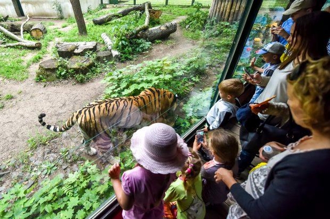 Zoologijos sode – Tigro diena