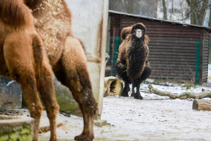 Paskelbtas naujas konkursas rekonstruoti zoologijos sodą Kaune (laukiami pasiūlymai)