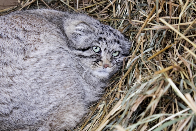 Lietuvos zoologijos sode – naujas ir itin retas gyvūnas