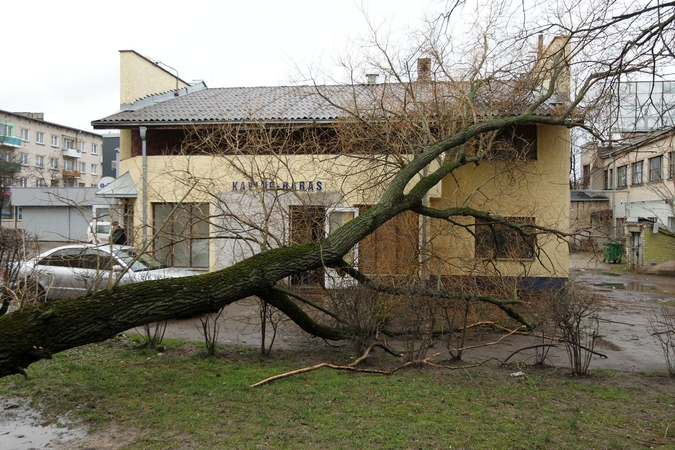 Išvirto medis