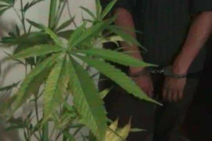 Klaipėdos daugiabučio namo palėpėje - kanapių plantacija