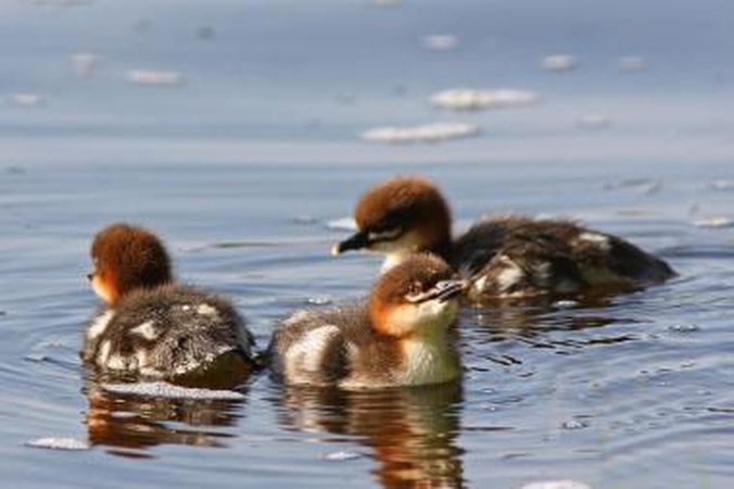 Panemunėje keliami inkilai dančiasnapiams