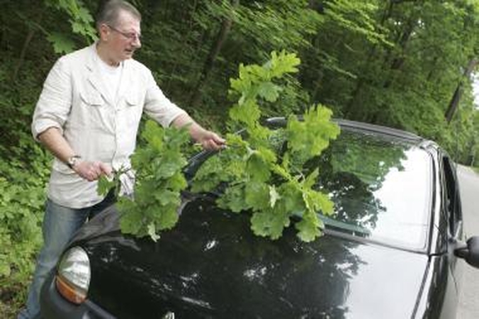 Kaunietis ąžuolo lapais ketina apklijuoti automobilį