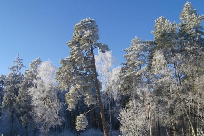 Tikrins, kaip kertami miškai ir tvarkoma mediena