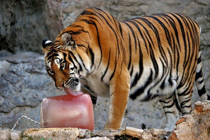 Romos zoologijos sode gyvūnai vaišinami ledais