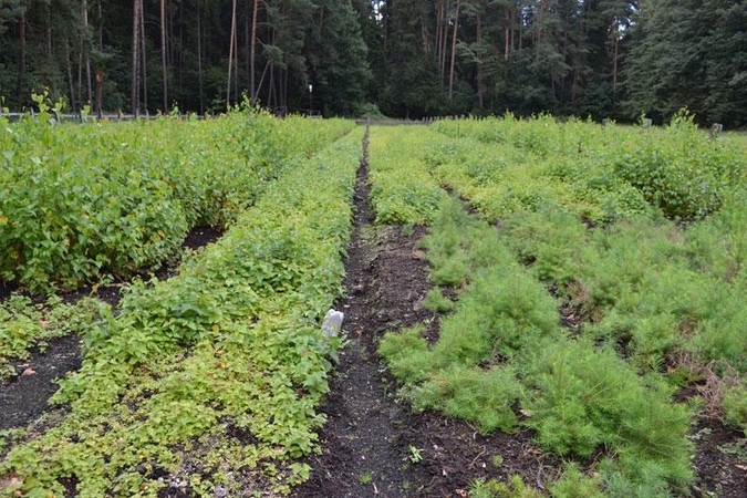 Vystyti miškų ūkius padeda Europos Sąjungos parama